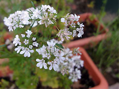 20100514-03.jpg